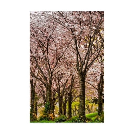 Trademark Fine Art Chuck Burdick 'Cherries in Bloom' Canvas Art, 30x47 IC00358-C3047GG